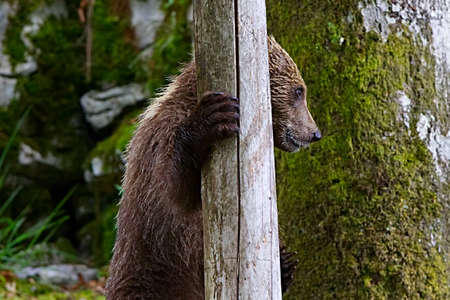 European bearの写真素材