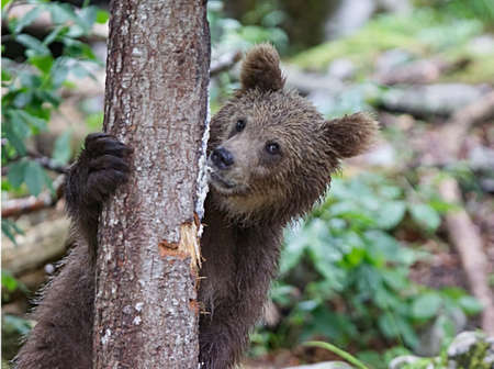 European bearの写真素材