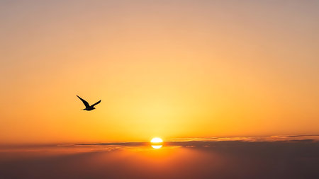 Silhouette of seagull flying on sunset sky background.の素材