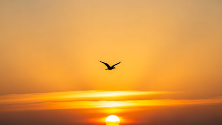 Silhouette of a flying seagull on sunset sky backgroundの素材