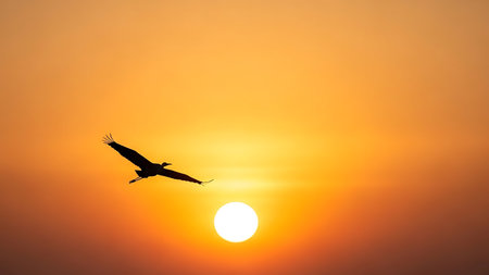 Bird flying in the sky at sunset. Scientific name: Haliaeetus leucocephalus.の素材