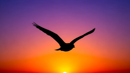 Silhouette of flying seagull on sunset sky background.の素材