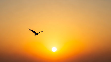 Silhouette of a flying seagull at sunset, beautiful photo digital pictureの素材