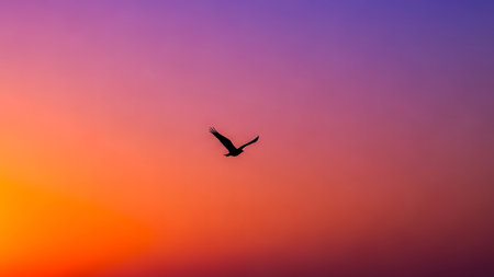 Silhouette of a flying seagull on sunset sky backgroundの素材
