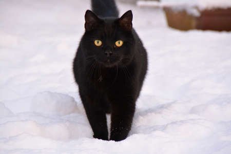 black cat is running in the snowの写真素材