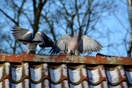 Pigeons on the roofの写真素材