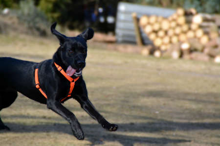 Dog runs and jumpsの写真素材