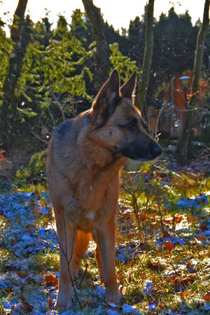 Shepherd dog in the forestの写真素材