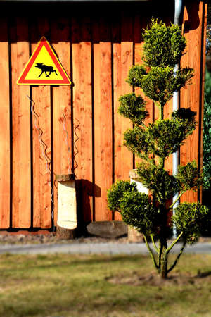 Form cut tree in front of Sweden houseの写真素材