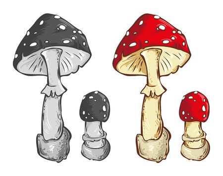 Amanita mushroom vector illustration. Color and black-and-white image on a white backgroundのイラスト素材