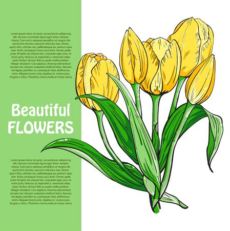 Bouquet of yellow tulips flowers, template for your design. Vector illustrationのイラスト素材