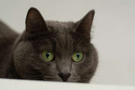 Gray cat with green eyes stares intently at its prey. Portrait on a light gray background. Horizontal view.の写真素材