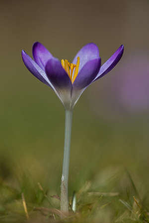 Close up of a purple crocus