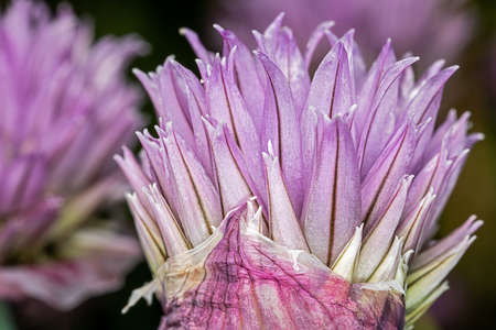 Closeup of a chive blossomの写真素材