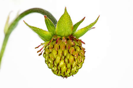 Still green unripe berry of a wild strawberry Fragaria vescaの写真素材