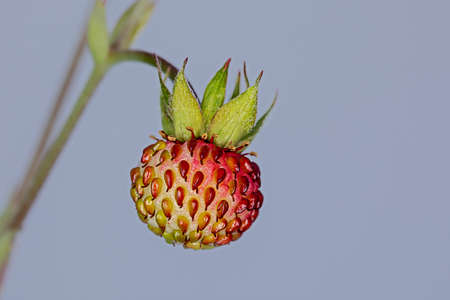 Unripe berry of a woodland strawberry Fragaria vescaの写真素材