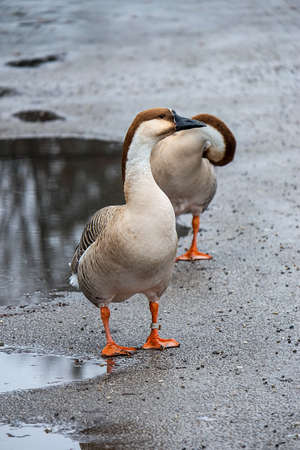 2 swan geese in rainy weatherの写真素材