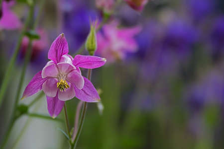 Delicate purple blossom of a columbine blurred backgroundの写真素材