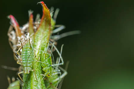 Infestation of aphid parasite on garden plant