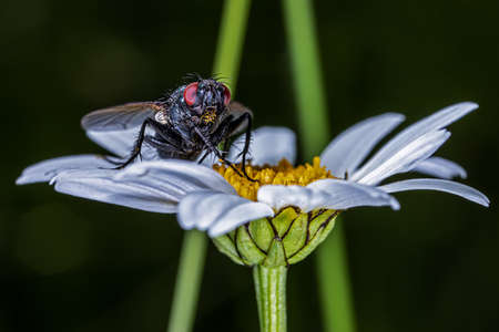 Fly on white daisy