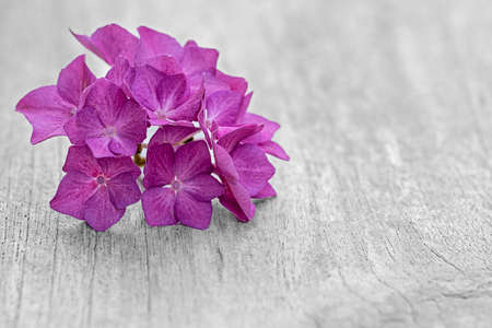 Hydrangea rose on bright wooden table backgroundの写真素材