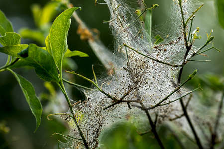 Spotted moths infestation on a shrub