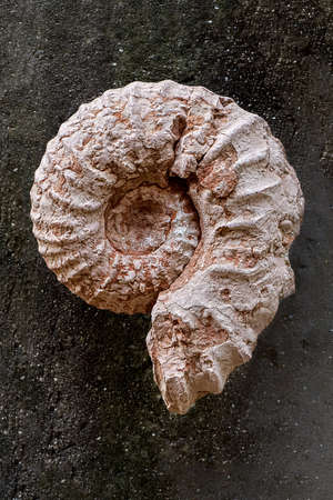 Nautilus petrified fossilの写真素材