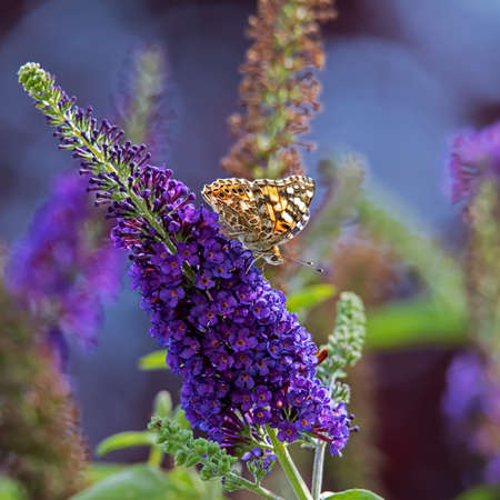 Painted lady perching on a lilac blossomの写真素材