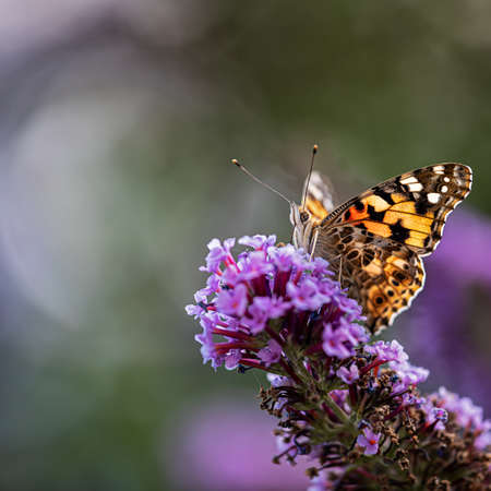 Painted lady perching on purple bus bubble bokehの写真素材