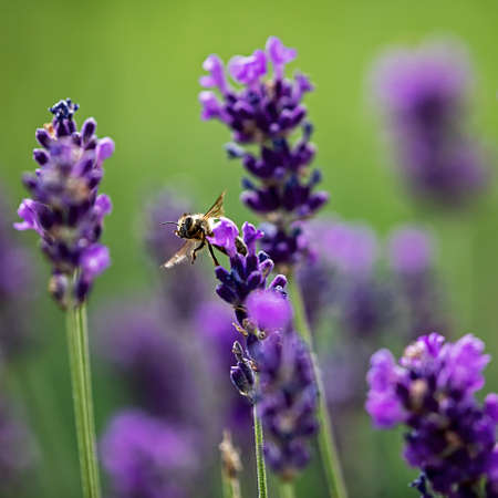 Bee flows between lavender flowersの写真素材