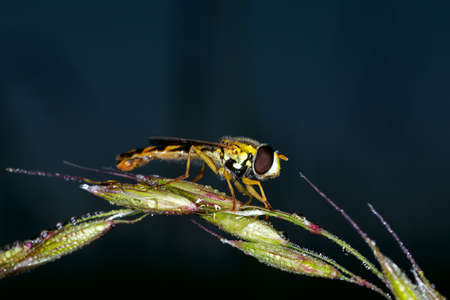 Hover fly on grass, close up