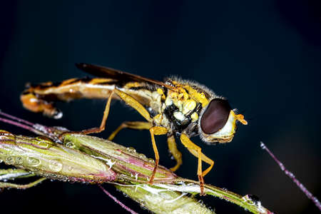 Extreme close up of a hover flyの写真素材