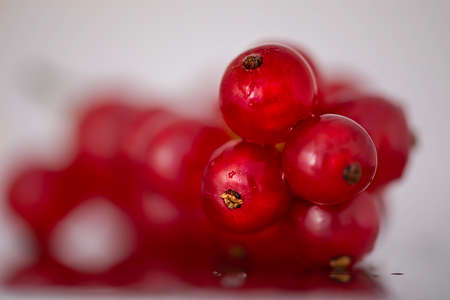 Bunch of red currants. Shallow depth of fieldの写真素材