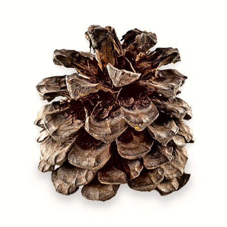 Close up of a pine cone isolated on white backgroundの写真素材