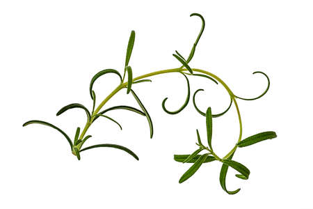 Rosemary twig esthetic placed on white backgroundの写真素材