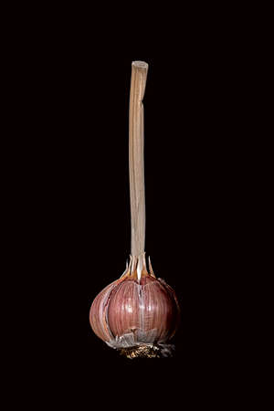 One garlic bulb isolated on black backgroundの写真素材