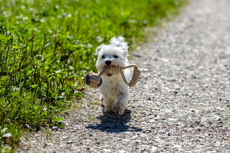 Very small Maltese dog running along the street