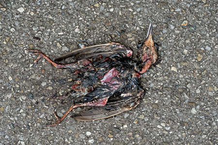 Dead decaying bird on roadの写真素材