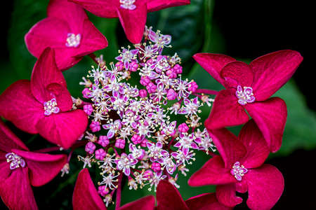 Medium purple petals of a hydrangeaの写真素材