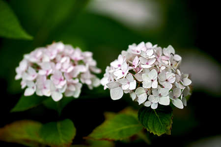 Two white blossoms of a hydrangeaの写真素材