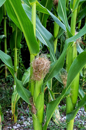 Maize, corn female inflorescence, with young silk