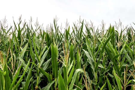 Maize, corn field background copy spaceの写真素材