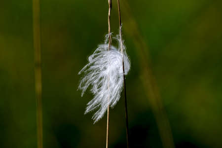 Fluffy white feather hanging on grass