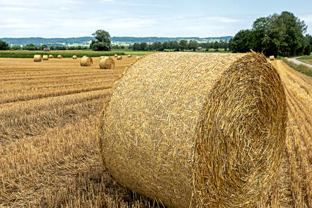 Harvested field with straw balesの写真素材