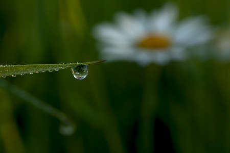 Blade of grass with dew drops and reflection of a daisyの写真素材
