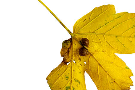 Colorful maple leaf with galls on white backgroundの写真素材