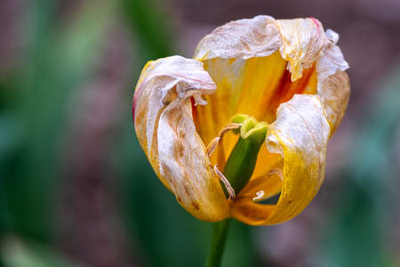Faded tulip, pistil surrounded by stamensの写真素材