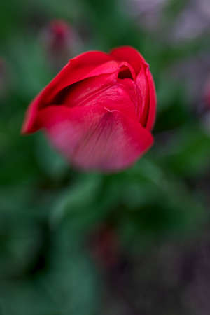 Still closed red tulip blossom, just tip in the focus area, nicely blurred backgroundの写真素材