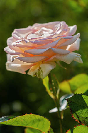 Close-up flowering of a pink light roseの写真素材
