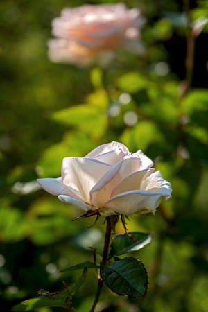 White blossom of a pink, a light pink one blurred in the backgroundの写真素材